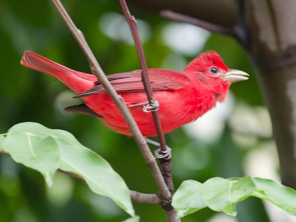 <h3>Piranga rubra / Summer tanager / Zomertangare</h3>OM-1 Mark II with OLYMPUS M.150-400mm F4.5, 1/100 sec at F4.5, ISO 10000, distance 7.12 m